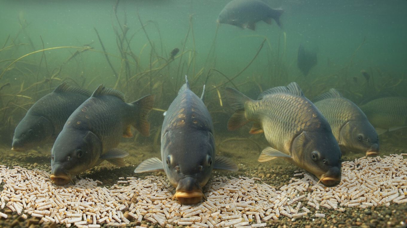 FMcarps feeding on fm pellets